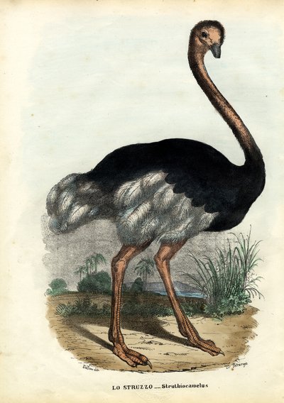 Afrikaanse struisvogel, 1863-79 door Raimundo Petraroja